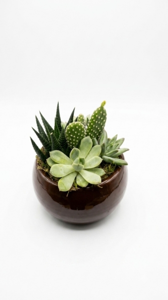 Succulent